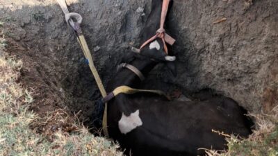 Burdur’un Çavdır ilçesinde kuyuya düşen inek, ekiplerin 2 saatlik çalışmasının