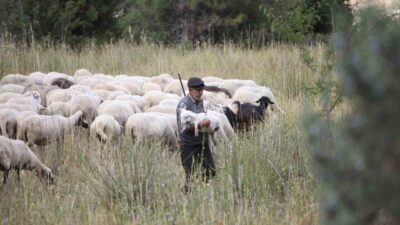 Burdur’da yarım asırdır çobanlık yapan Yusuf Akça, ilerlemiş yaşına rağmen