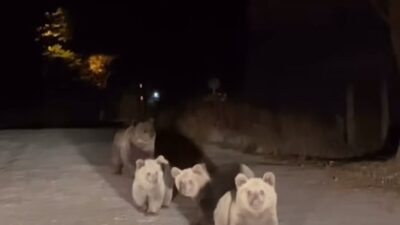 Bursa’nın doğal güzellikleriyle ünlü Uludağ Milli Parkı’nda, bir vatandaş araçla