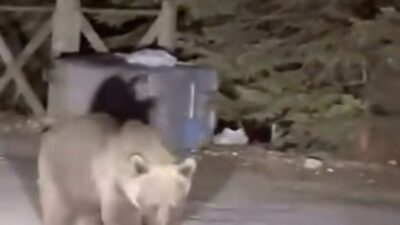 Bursa’nın turizm merkezi Uludağ’da gezinti yapan vatandaşların karşısına koca bir