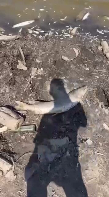 Bursa’da acı tablo, yüzlerce balık kıyıya vurdu Bursa’nın Mudanya ilçesinde kuraklık sebebiyle sulama göleti kurudu. Suların çekilmesiyle