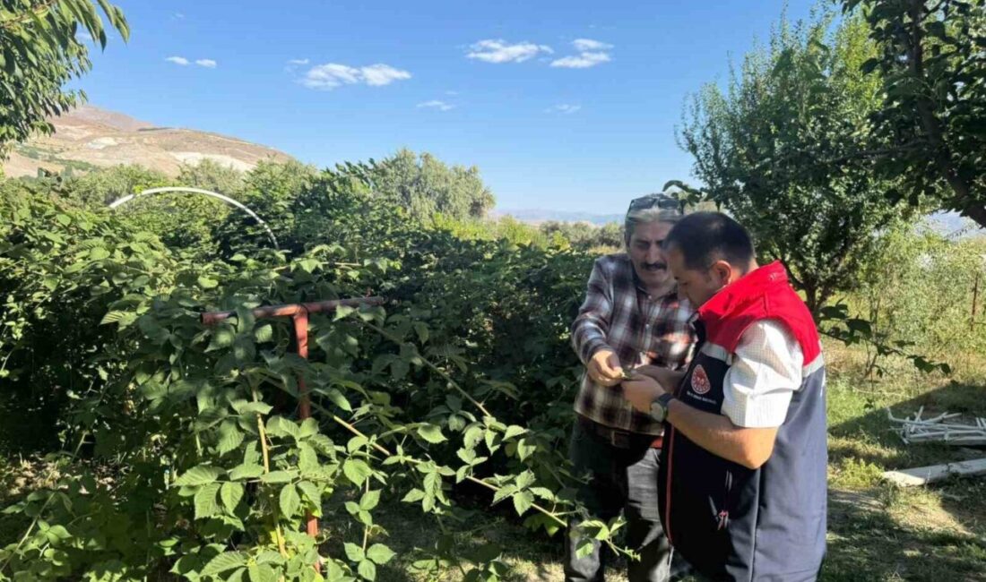 Büyük Çakırman köyündeki böğürtlen üretimi yerinde incelendi Erzincan İl Tarım ve Orman Müdürü Alper Koçaker, Büyük Çakırman
