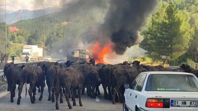 Adana’nın Pozantı ilçesinde otoyolda büyükbaş hayvan yüklü tır alev alev