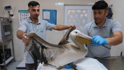 Büyükçekmece’de vatandaşların ihbarı üzerine yaralı halde bulunan Ak Pelikan cinsi