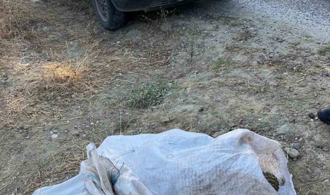 Çam fıstığı hırsızları jandarmaya yakalandı Manisa’nın Gördes ilçesinde 95 kilogram çam fıstığı çalan iki hırsız