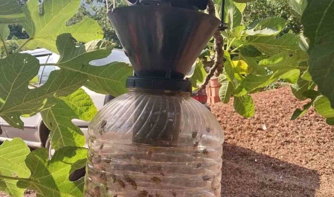 Samsun’un Çarşamba ilçesinde tarım alanlarını tehdit eden kahverengi kokarca zararlısına