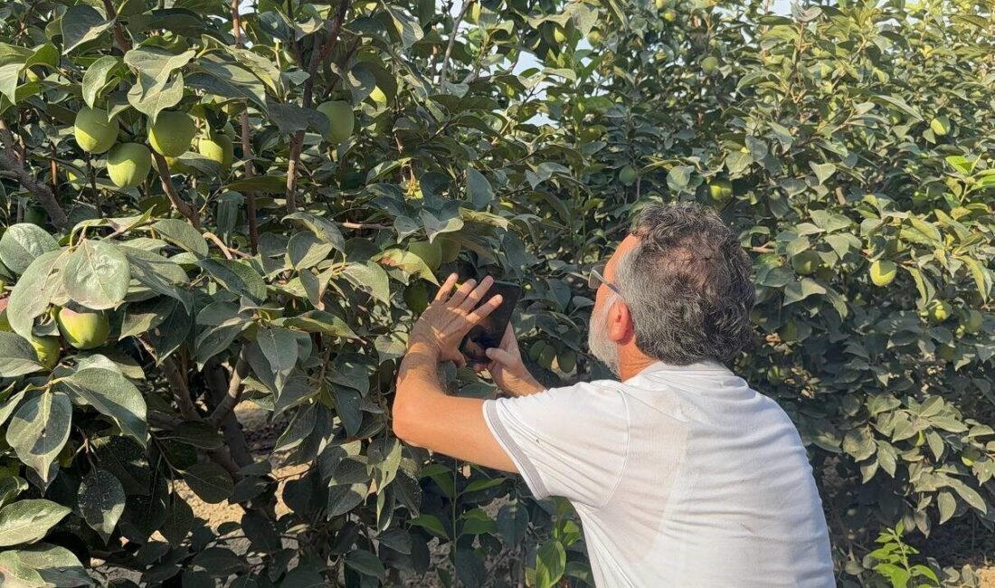 Cennet hurması üreticilerine “Akdeniz meyve sineği” uyarısı Türkiye’de cennet hurmasının önemli üretim merkezlerinden Adana’da ziraat mühendisleri, üreticileri