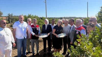 İzmir’in Çeşme ilçesinin coğrafi işaretli damla sakızı ve zeytin hasadı
