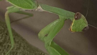 Sıcak ve ılıman ülkelerde yaşayan, genellikle yeşil renkte ve ortalama