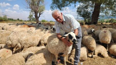 Çoban ücretlerindeki fahiş artış üreticiyi zor durumda bıraktı. Tunceli’de küçükbaş