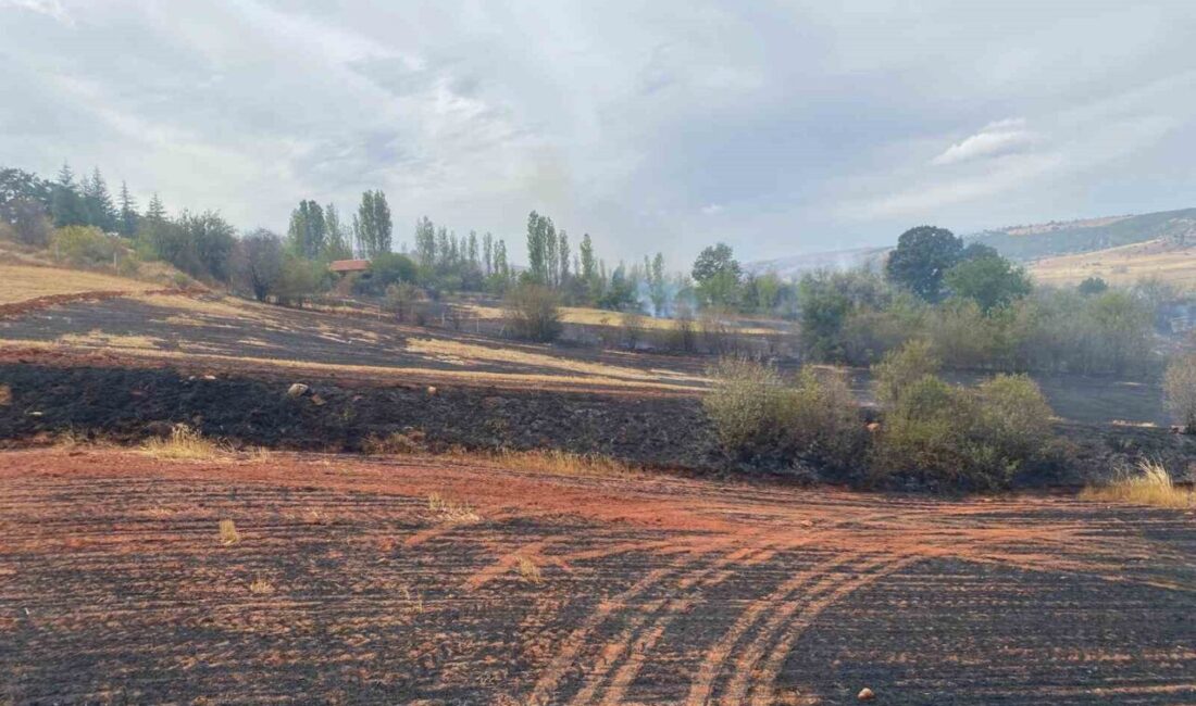 Çorum’da arazi yangını: 50 dönüm tarla ve 15 dönüm ağaçlık alan zarar gördü Çorum’un Alaca ilçesinde çıkan yangında 250 dönüm tarla ve 15