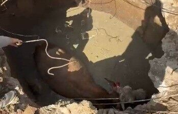 Yozgat’ta çukura düşen ineğin imdadına İl Özel İdare ekipleri yetişti.