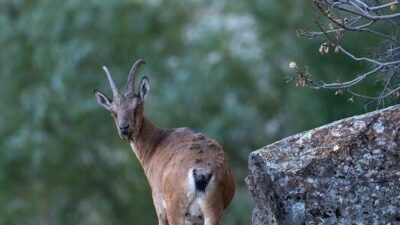 Erzincan’da avlanması yasak ve koruma altında olan dağ keçileri, Munzur