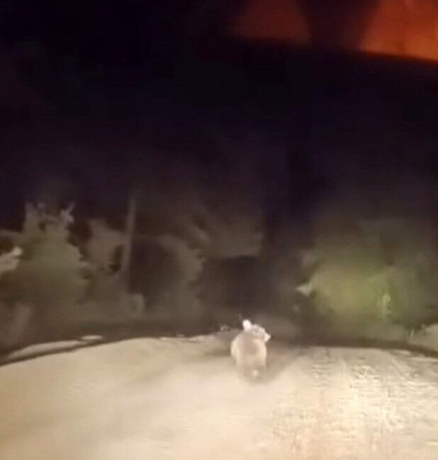 Bursa’nın Karacabey ilçesinde dağ yolunda ilerleyen bir sürücü, yol üzerinde