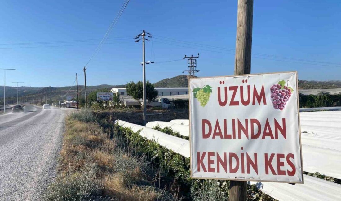 Dalından satışla ekonomiye katkı Manisa’nın Sarıgöl ilçesinde genç çiftçi Ahmet Uysal (43), üzüm bağının