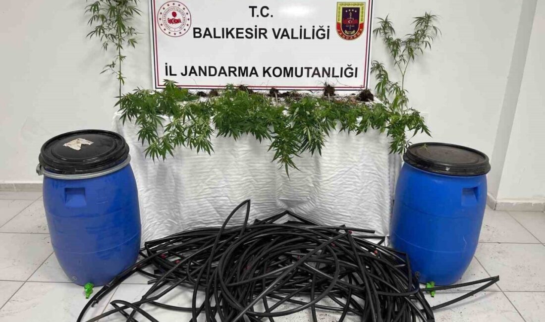Balıkesir-Erdek Kapıdağ yarımadasında jandarma ekipleri damlama sulama yapılan tarlaya kenevir