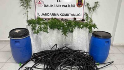 Balıkesir-Erdek Kapıdağ yarımadasında jandarma ekipleri damlama sulama yapılan tarlaya kenevir