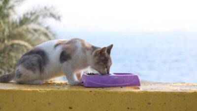 Darıca’da belediye ekiplerince sokak hayvanlarının beslenme ve su ihtiyacını karşılamak