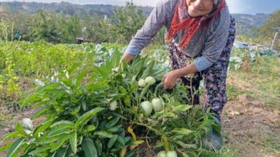 Manisa’nın Demirci ilçesine bağlı Çanakçı Mahallesi’nde yaşayan 66 yaşındaki Halise