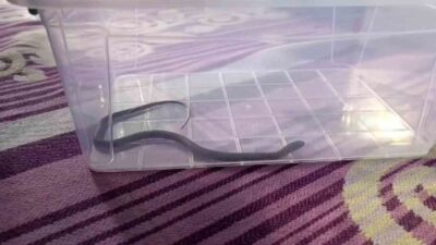 Diyarbakır’da 4’üncü kattaki bir evin çocuk odasına giren yolan paniğe