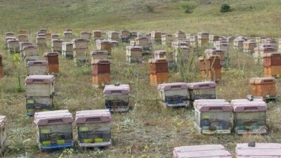 Doğu Karadeniz Bölgesi’nde zengin çiçek florasına rağmen, iklim şartları nedeniyle