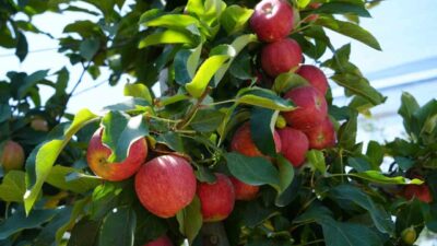 Türkiye’nin elma üretimindeki önemli merkezlerinden biri olan Niğde’de, Nisan ayında
