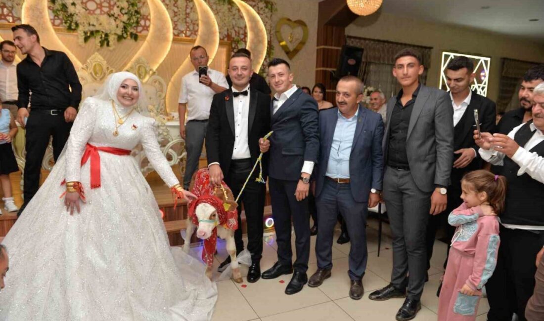 Kastamonu’da bir düğün merasiminde gelin ve damada buzağı hediye edildi.