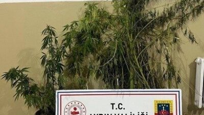 Aydın’ın Efeler ilçesinde jandarma ekipleri tarafından dere içine dikilmiş sazlık