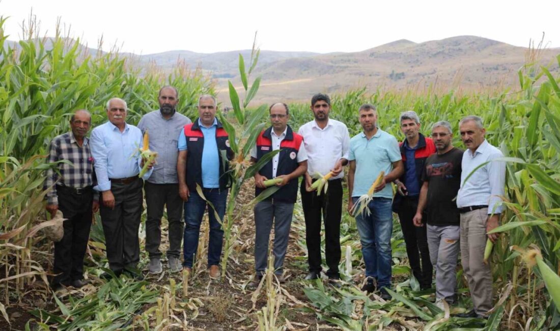 Elazığ’da 98 bin ton silajlık mısır üretimi bekleniyor Elazığ’da 19 bin 520 dekar alanda 98 bin 430 ton