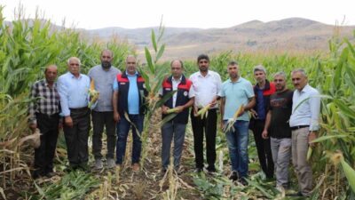 Elazığ’da 19 bin 520 dekar alanda 98 bin 430 ton