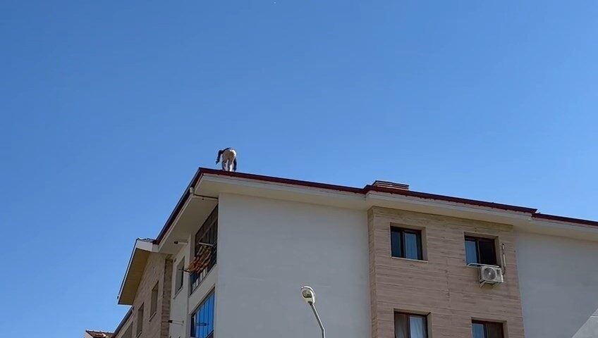 Elazığ’da çatıda tehlikeli çalışma Elazığ’da güvenlik önlemi almadan çalışan işçi kameraya yansıdı. Tehlikeli anlar