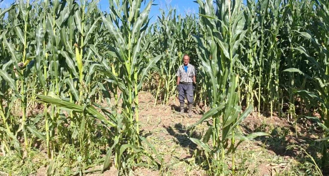 Elazığ’da domuz sürüsü mısır tarlasını talan etti Elazığ’da domuzlar, 30 dönümlük mısır tarlasını talan etti. Olay, Kovancılar