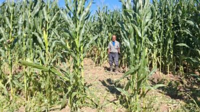 Elazığ’da domuzlar, 30 dönümlük mısır tarlasını talan etti. Olay, Kovancılar
