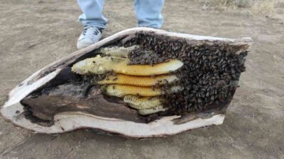 Elazığ’ın Arıcak ilçesinde esnaflardan Mehmet Ali Çağlar, mağara ve ağaç