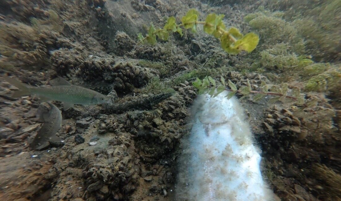 Elazığ’da Doğu Dalış Kulübü üyeleri, Fırat Nehri’nde gerçekleştirdikleri dalışta su