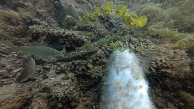 Elazığ’da Doğu Dalış Kulübü üyeleri, Fırat Nehri’nde gerçekleştirdikleri dalışta su