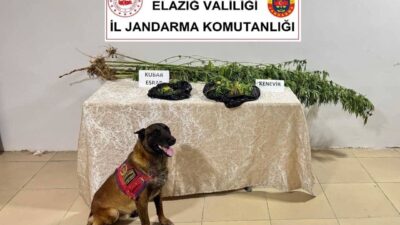 Elazığ’da jandarma ekipleri tarafından yapılan çalışmada esrar ve kenevir bitkisi