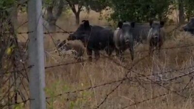 Ankara’nın Elmadağ ilçesinde bir tarlada domuz sürüsü görüldü. Elmadağ ilçesinde