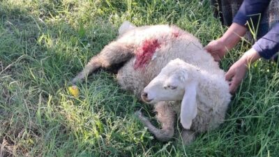 Erzincan’da bahçede otlayan kuzular başıboş sokak köpeklerinin saldırısına uğramaları sonucu