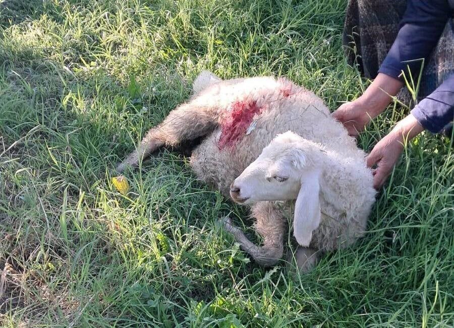 Erzincan’da başıboş sokak köpekleri 6 kuzuyu telef etti Erzincan’da bahçede otlayan kuzular başıboş sokak köpeklerinin saldırısına uğramaları sonucu