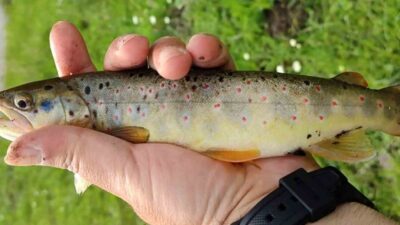 Erzincan ve Tunceli’de Munzur Dağları’ndan çıkan suyun beslediği bazı akarsularda