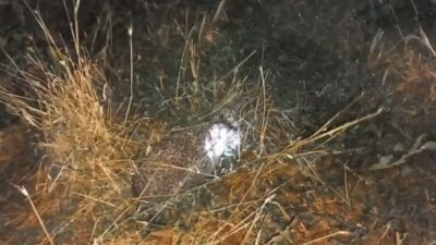 Erzincan’da Samet Polat’ın bahçesinde beslediği civcivlerin kaybolma nedeni şaşırttı. Tilkilerden