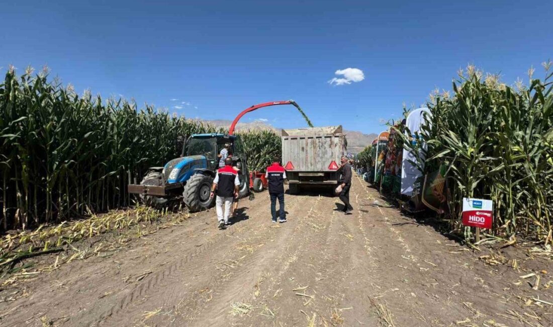 Erzincan’da silajlık mısırın hasadı sürüyor Erzincan’da, kışın hayvanların kaba yem ihtiyacını karşılamak için ekilen silajlık