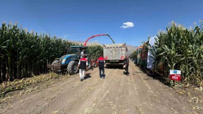 Erzincan’da, kışın hayvanların kaba yem ihtiyacını karşılamak için ekilen silajlık