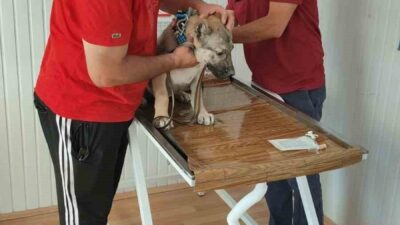 Afyonkarahisar Tarım ve Orman İl Müdürlüğü’nden evcil hayvan sahiplerine mikroçip