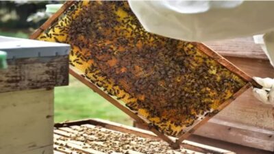 Doğal Balı Anlamanın En Doğru Yolu ve Saklama Koşulları Açıklandı