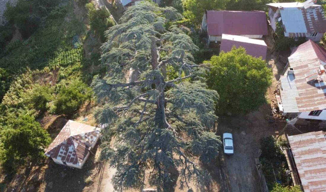 Adana’nın Feke ilçesine bağlı bin 150 rakımlı Gürümze Mahallesi’nde köylülerin