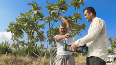 Mersin Büyükşehir Belediyesinin tarımsal destek projeleri kapsamında üreticilere ulaştırdığı incir