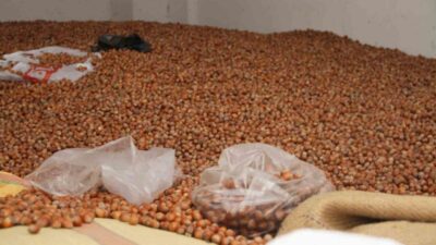 Samsun’un Çarşamba ilçesinde 50 randıman fındık 300 TL’den işlem görüyor.