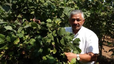 Karadeniz Bölgesi’nin en önemli geçim kaynağı olan fındıkta fiyatlar yükselişini